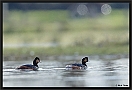 Geoorde fuut, Black-necked Grebe, Podiceps nigricollis Location: Twente, the Netherlands geoorde fuut D2 1438 kopie